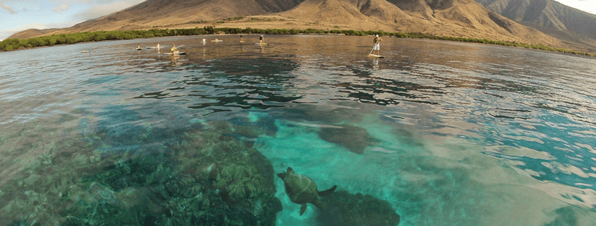 Olowalu Maui Reef Coral Gardens Snorkeling Information