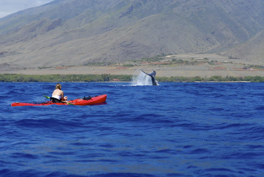 Olowalu Whale Fluke Kayak