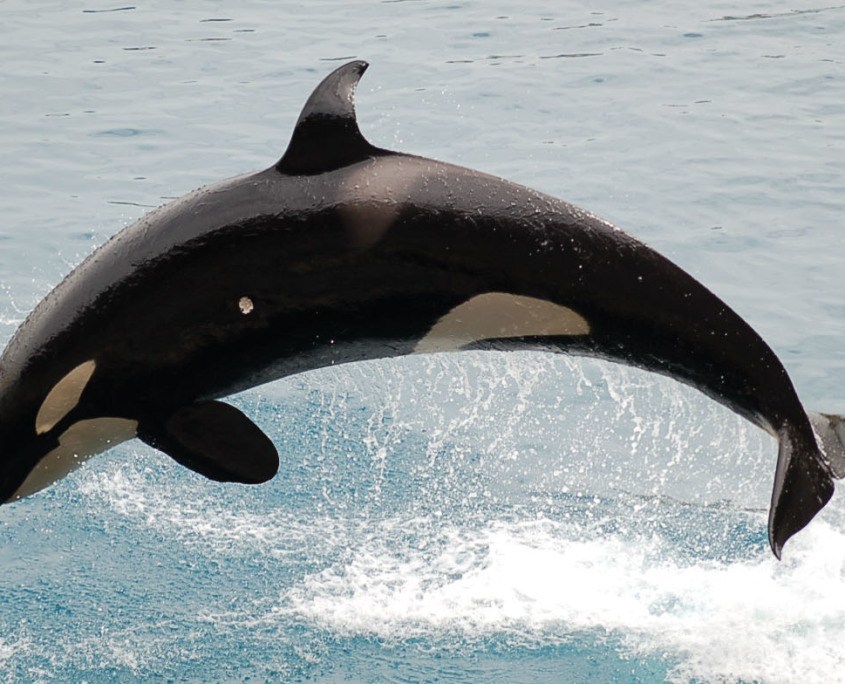 Orca humpback predator Orca humpback predator