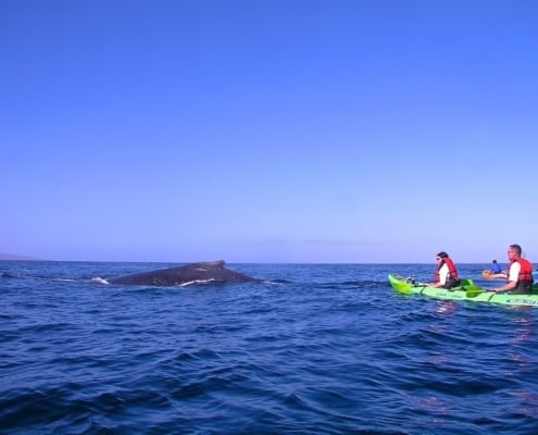 Kayak whale watching Maui