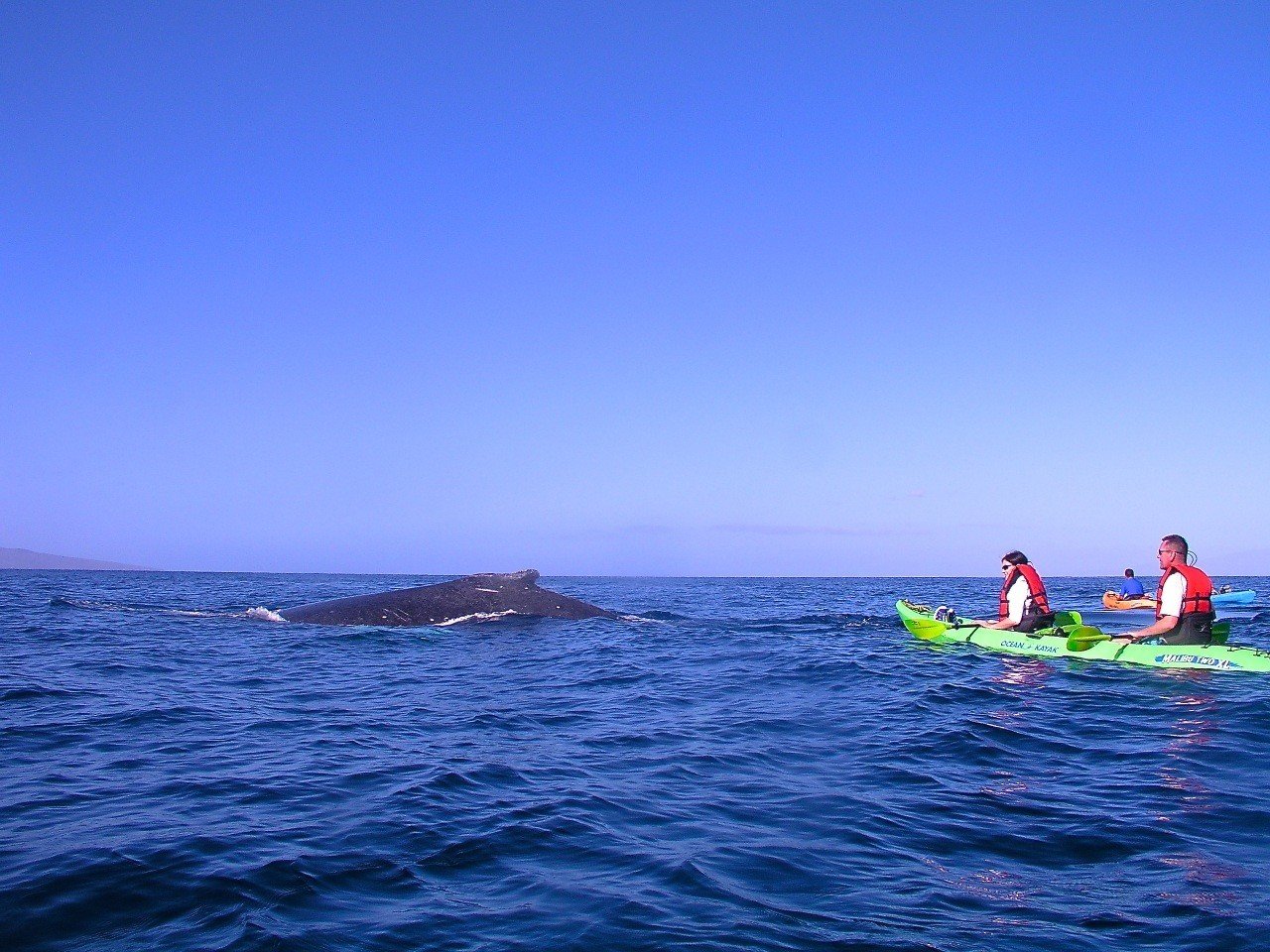 Humpback whale whale visits these kayak paddlers.