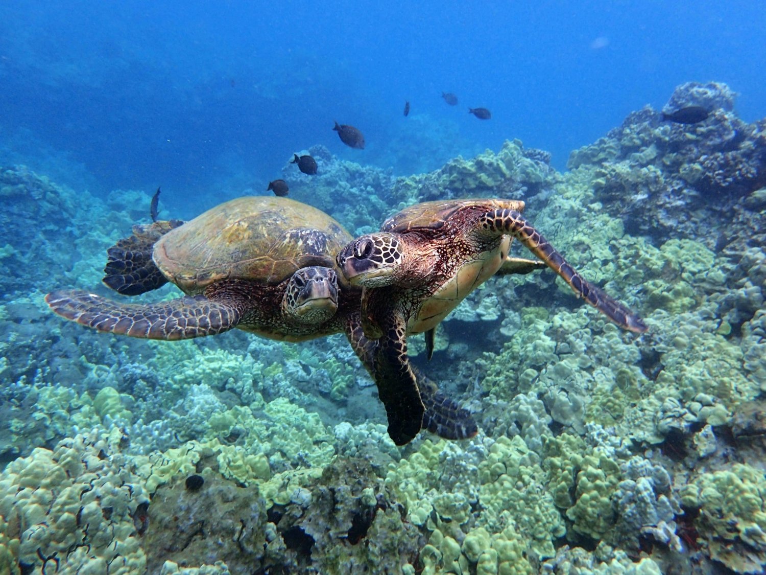 Turtle Town Maui | Swim with Hawaiian Green Sea Turtles