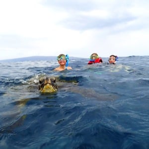 swimming with sea turtles