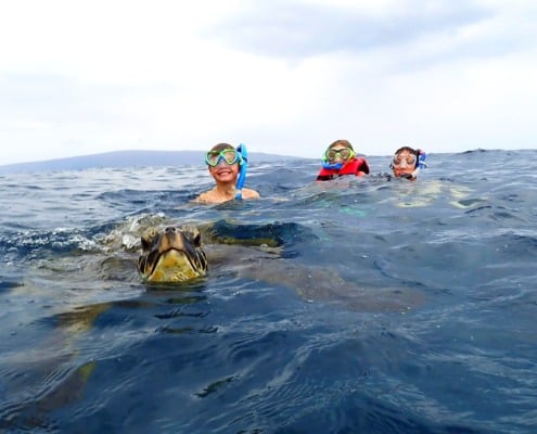 swimming with sea turtles