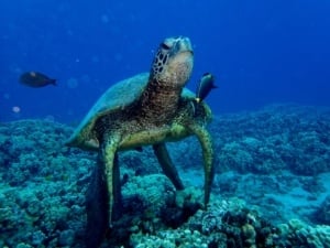 Hawaiian Sea Turtle