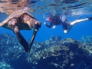 snorkeling with sea turtles in maui