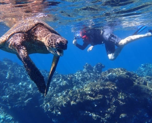 snorkeling with sea turtles in maui