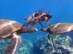 sea turtle cleaning station