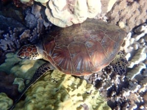 baby sea turtle