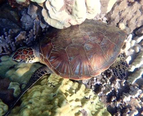 baby sea turtle