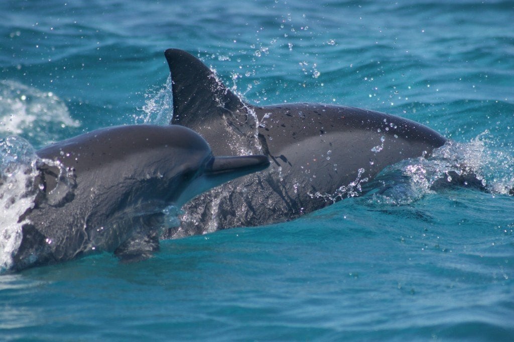 Two dolphins 