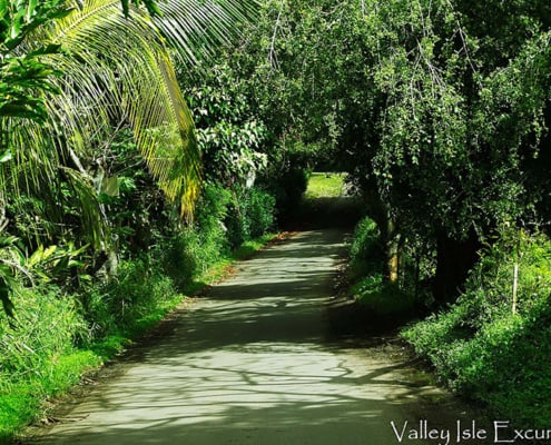 Road to Hana Rainforest Road