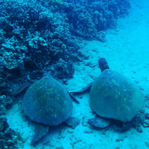 sea turtles