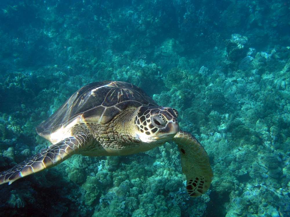 maui-sea-turtles-hawaiian-green-sea-turtles-aka-honu