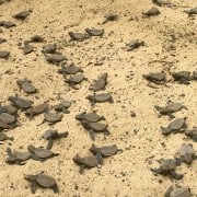 Hawksbill Sea Turtles