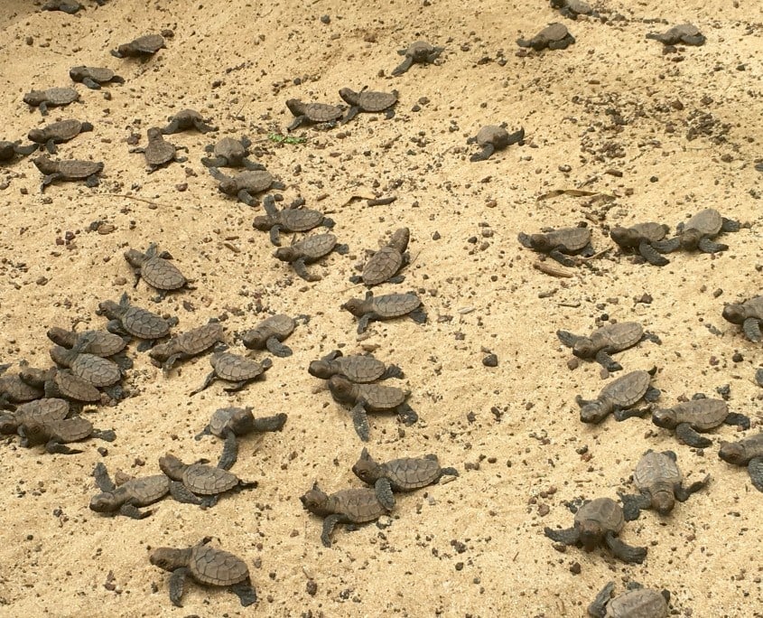 hawksbill hatchlings Maui