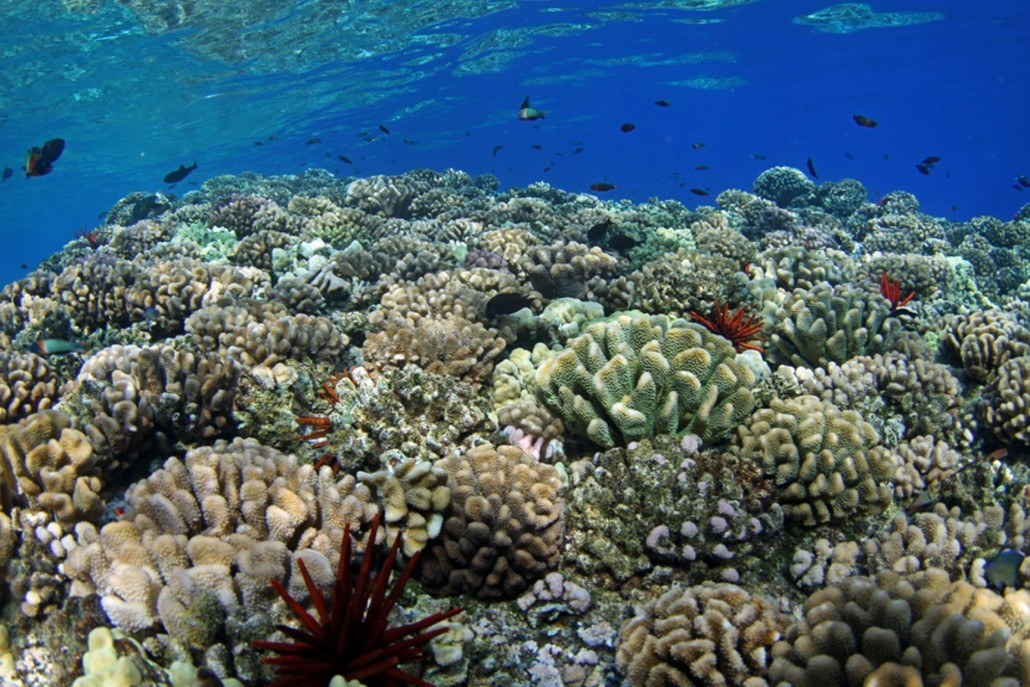 Understanding Coral Reefs