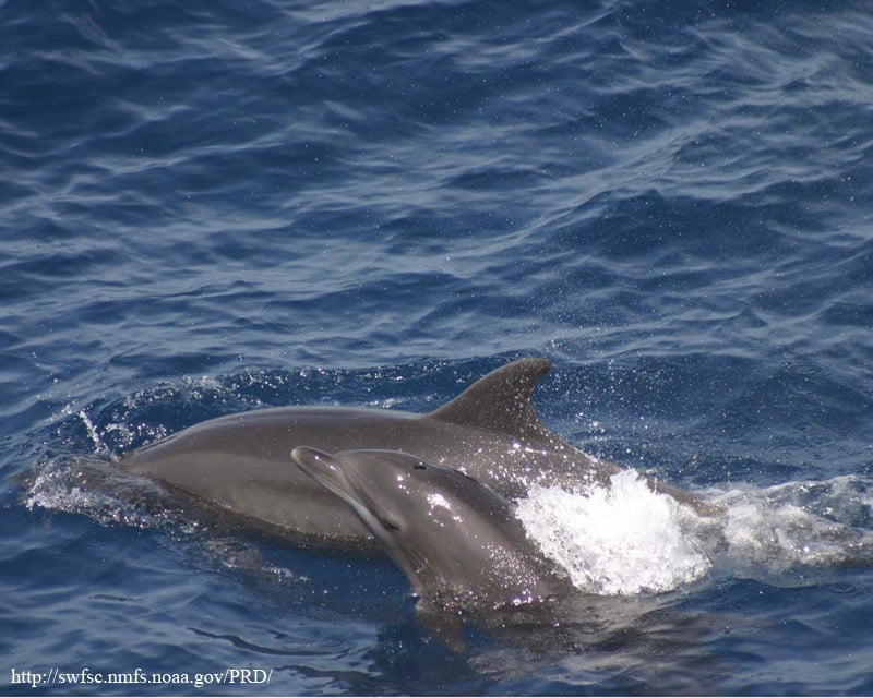  bottlenose dolphin