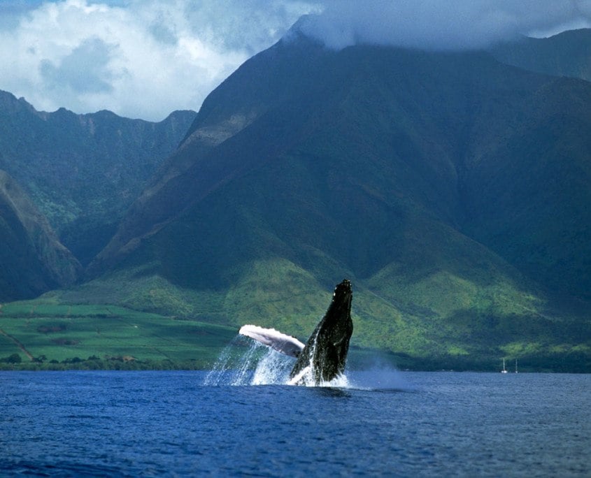 Humpback whale breaching off the coast of Maui