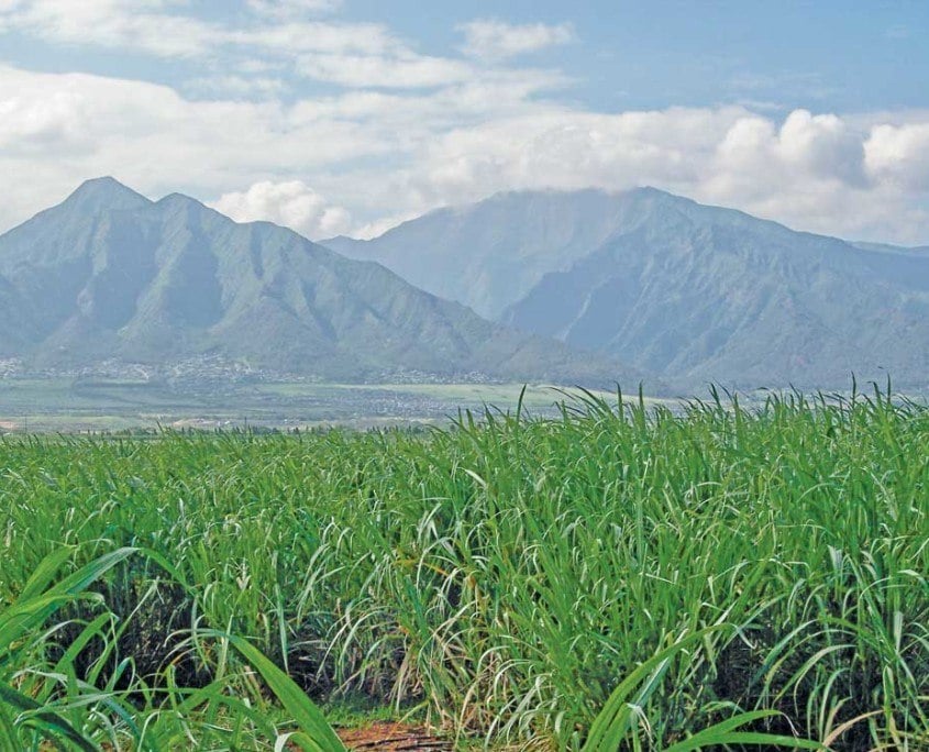 cane field maui tomorrow