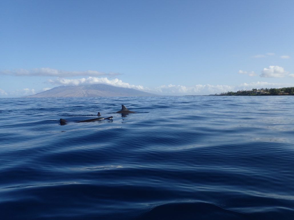 Hawaiian spinner dolphin