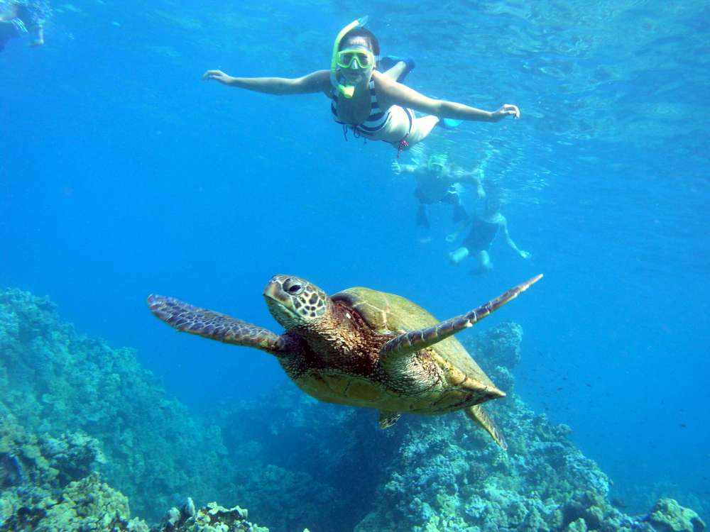 hawaii turtle tours photos