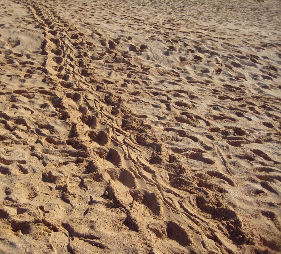 Hawksbill Tracks at Big Beach