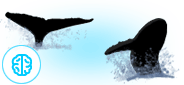 humpback-anatomy humpback whales anatomy