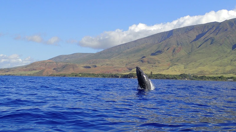 Types of Whales in Hawaii | Almost A Dozen Whale Species