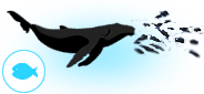 humpback-whale-feeding humpback whales feeding habits