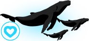 humpback-whale-mating-habits-2 whale mating habit
