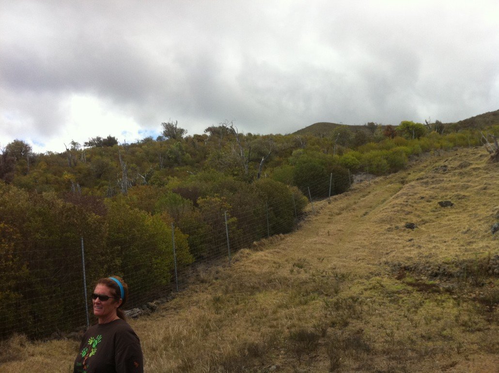 PC: Ohana Magic https://ohanamagic.wordpress.com/2012/08/27/auwahi-forest-restoration/