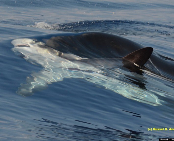 Killer whale feeds on shark in hawaii