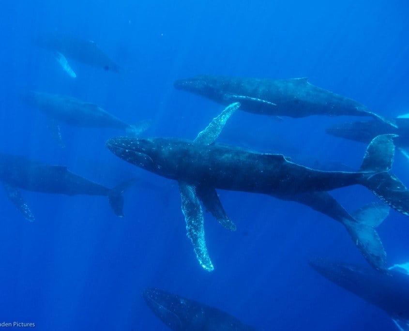 Flip Nicklin/Minden Pictures/Whale Trust. NOAA Permit # 13846 