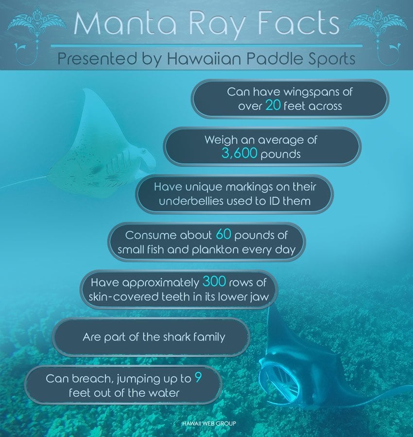 manta ray facts
