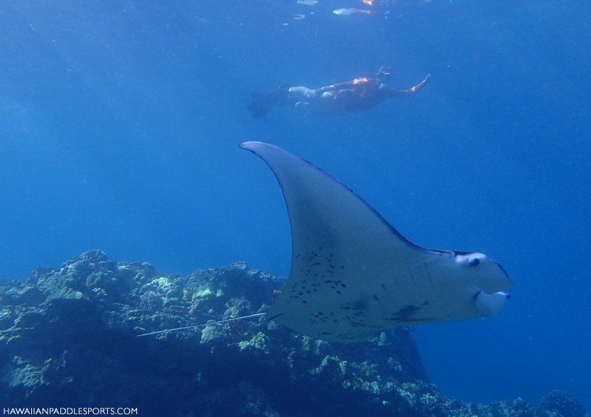 Manta Ray at Honolula Bay by Clayton Watkins