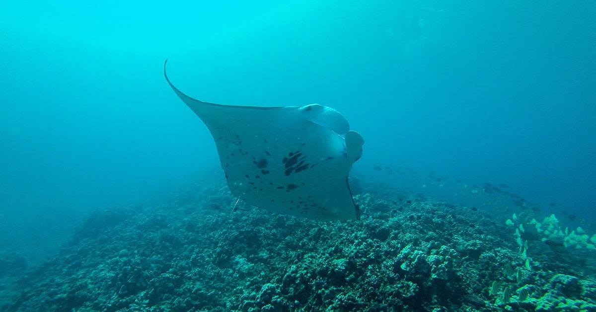 Manta Ray Project Malama Maui Hawaiian Paddle Sports