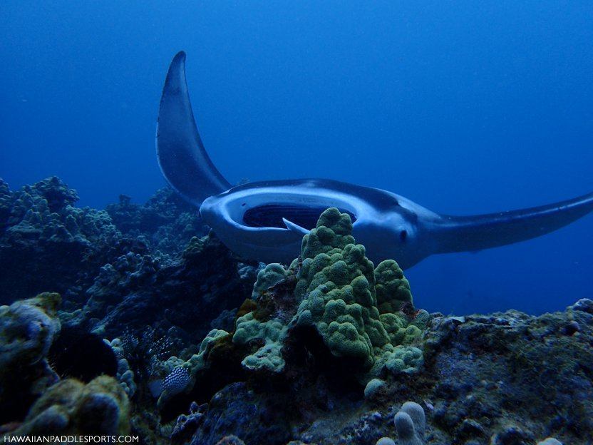 A manta ray gliding along the ocean floor