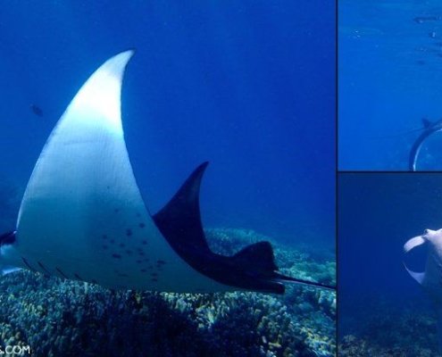 Manta Rays