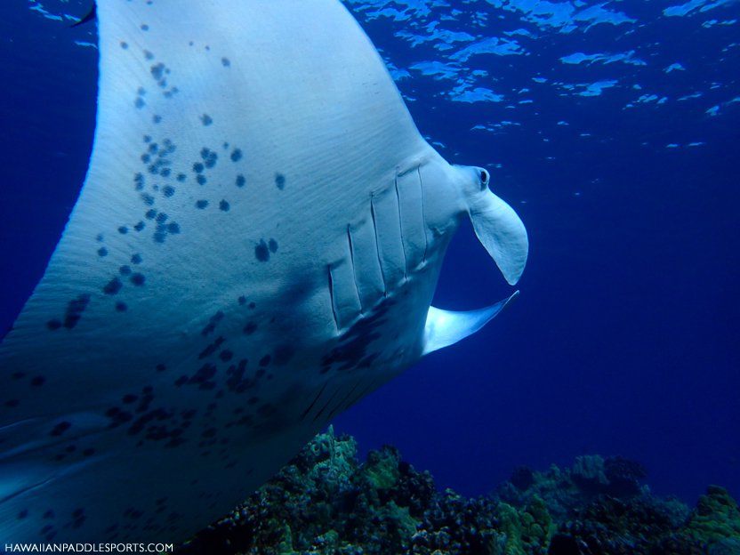 Manta ray gliding