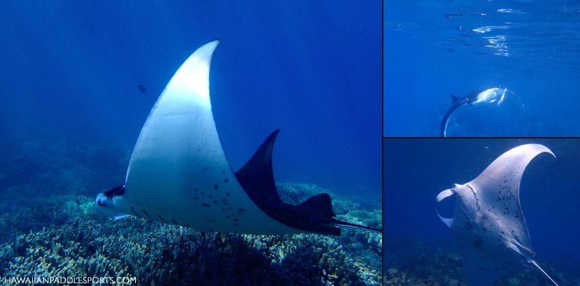 Manta Ray at Po’olenalena by Jay Sistik