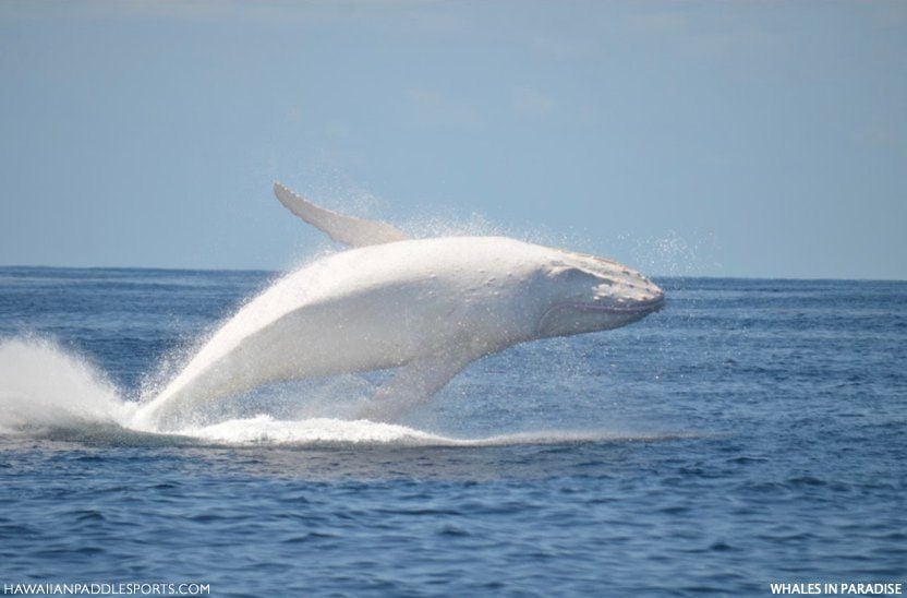 Albino Whales