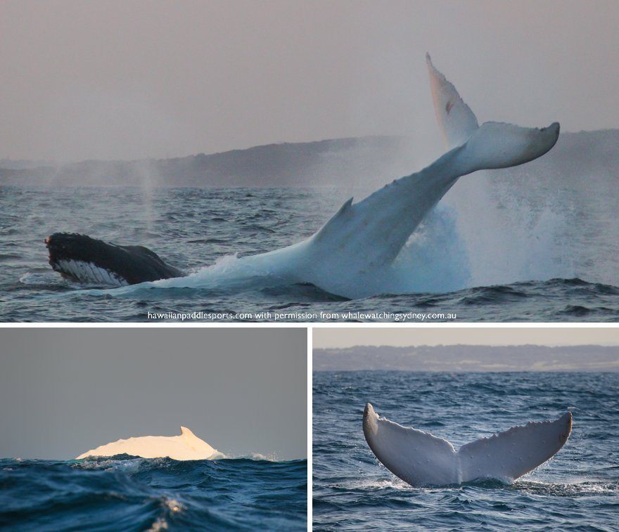 migaloo the white whale