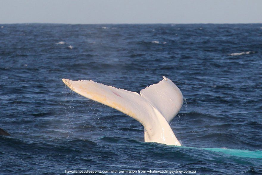 Albino Whales