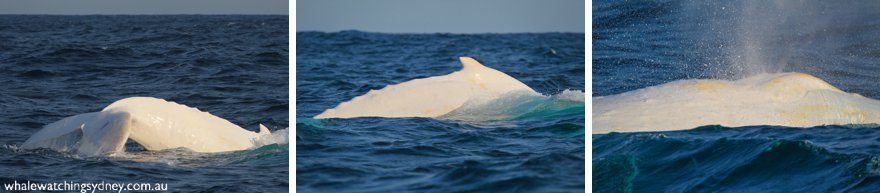 Albino Whales