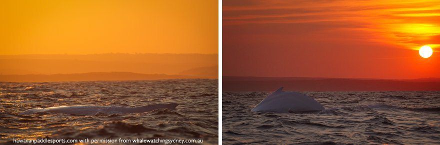 White whale during sunset