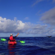 Maui Kayak Whale Watching