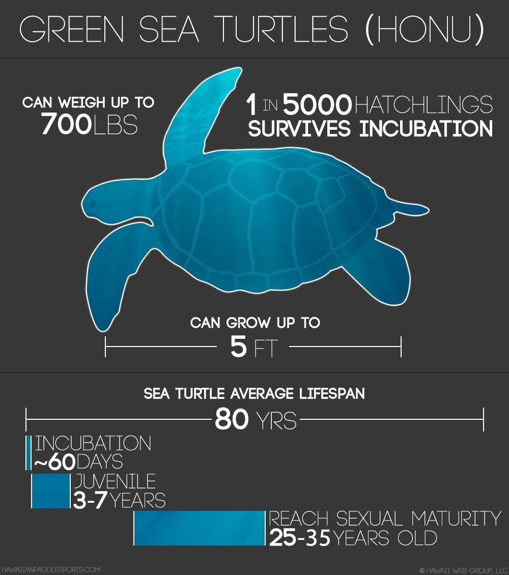 leatherback sea turtles size