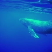 single whale underwater in maui