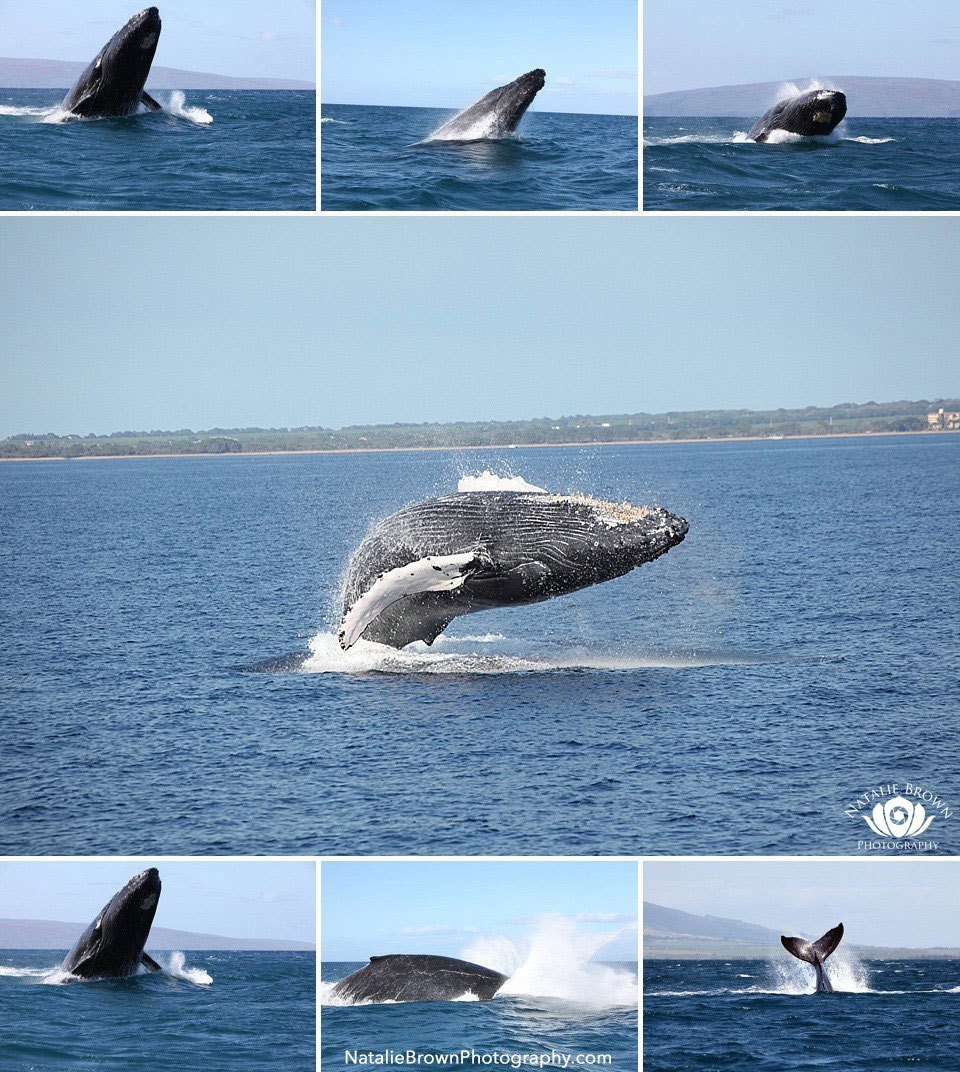 Maui whales